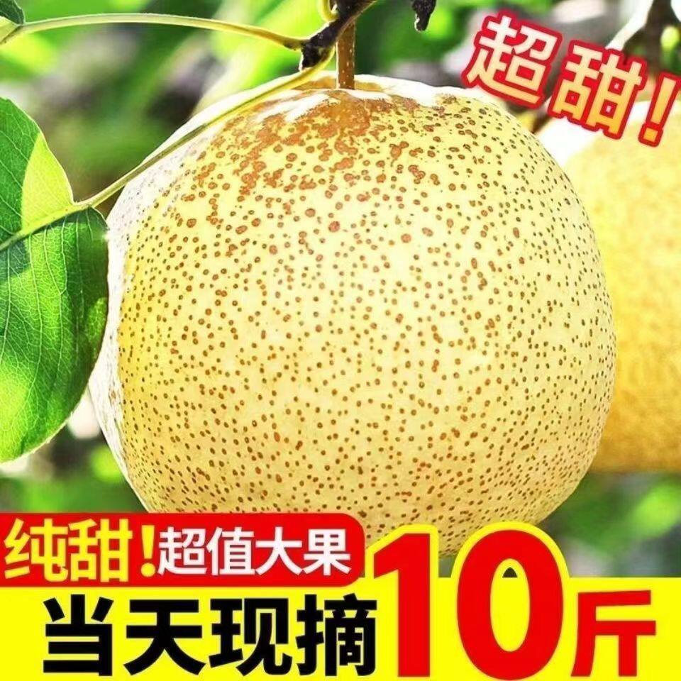 陕西礼泉薄皮白酥梨脆甜多汁大梨子新鲜水果精品御梨10斤包邮