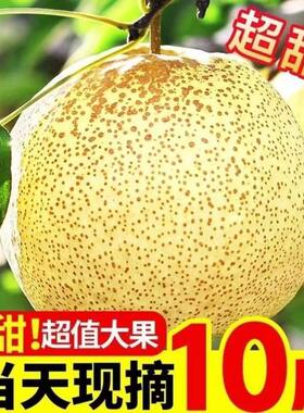 陕西礼泉薄皮白酥梨脆甜多汁大梨子新鲜水果精品御梨10斤包邮