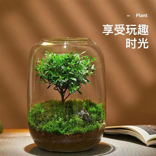 创意桌面苔藓微景观成品盆景好养鲜活绿植生态瓶盆栽现代简约花瓶