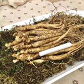 新鲜人参长白山鲜人参现挖带土人参吉林人参泡酒泡水煲汤滋补品