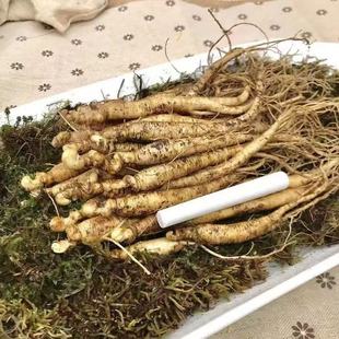 新鲜人参长白山鲜人参现挖带土人参吉林人参泡酒泡水煲汤滋补品