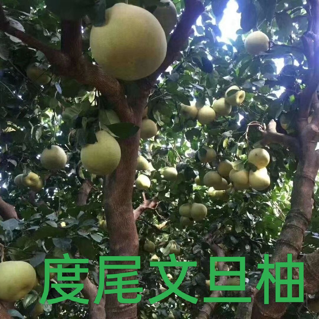正宗度尾文旦柚裂果一样美味香甜可口天天来这店性价比高保证回头