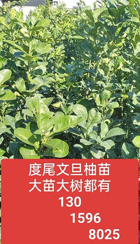 正宗度尾文旦柚苗果树柚苗枝条砧木诚信第一老兵苗匍己嫁接