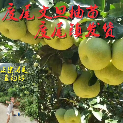 度尾文旦柚苗正宗度尾镇发货