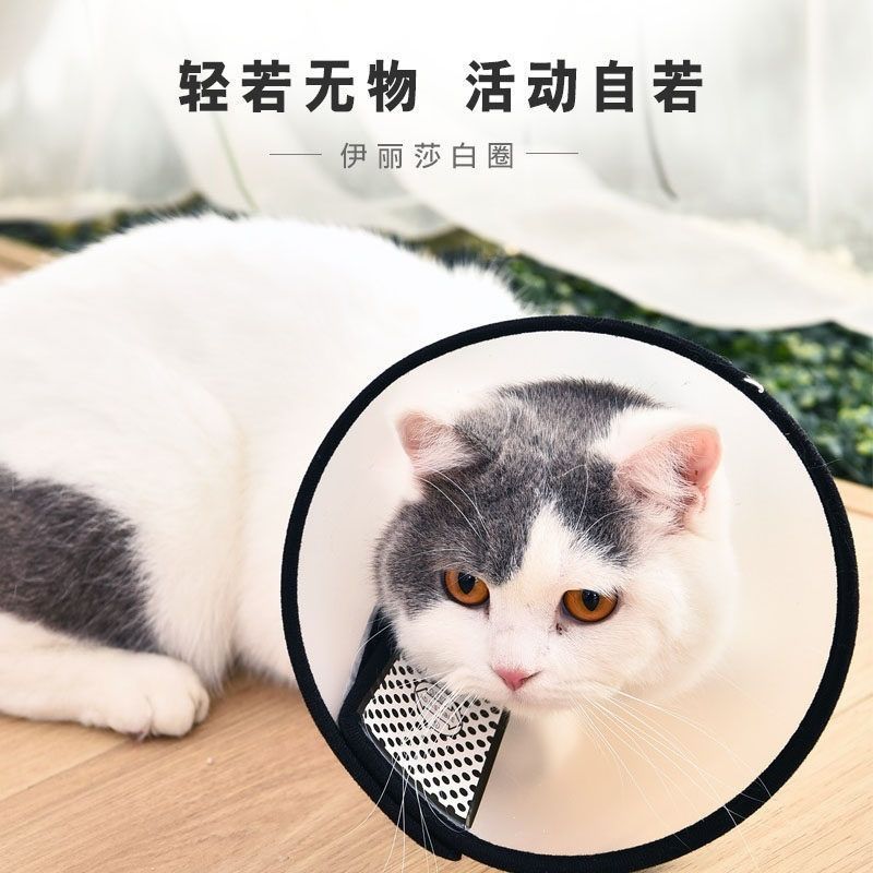 伊丽莎白猫圈 猫咪狗狗透明手术项圈脖套幼猫套头罩绝育防咬防舔
