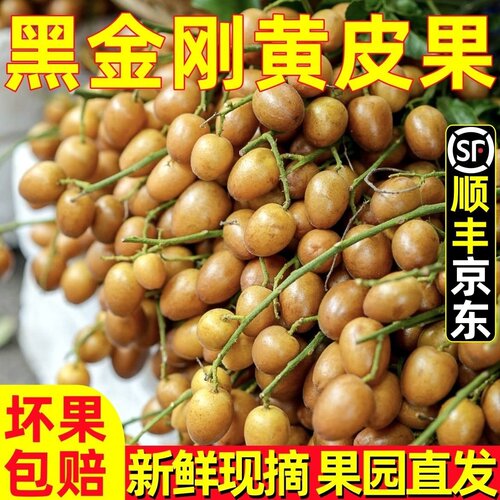 广西当季黑金刚黄皮果新鲜现摘