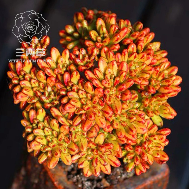 【一物一拍】小人祭 多肉植物 多头群生 小老桩多肉 控养精品多肉
