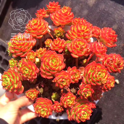 阳台好养活经典多肉品种