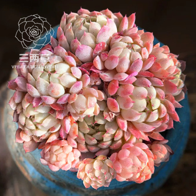 【一物一拍】羊脂球多肉植物多头群生大棚花卉好养萌肉18元包邮