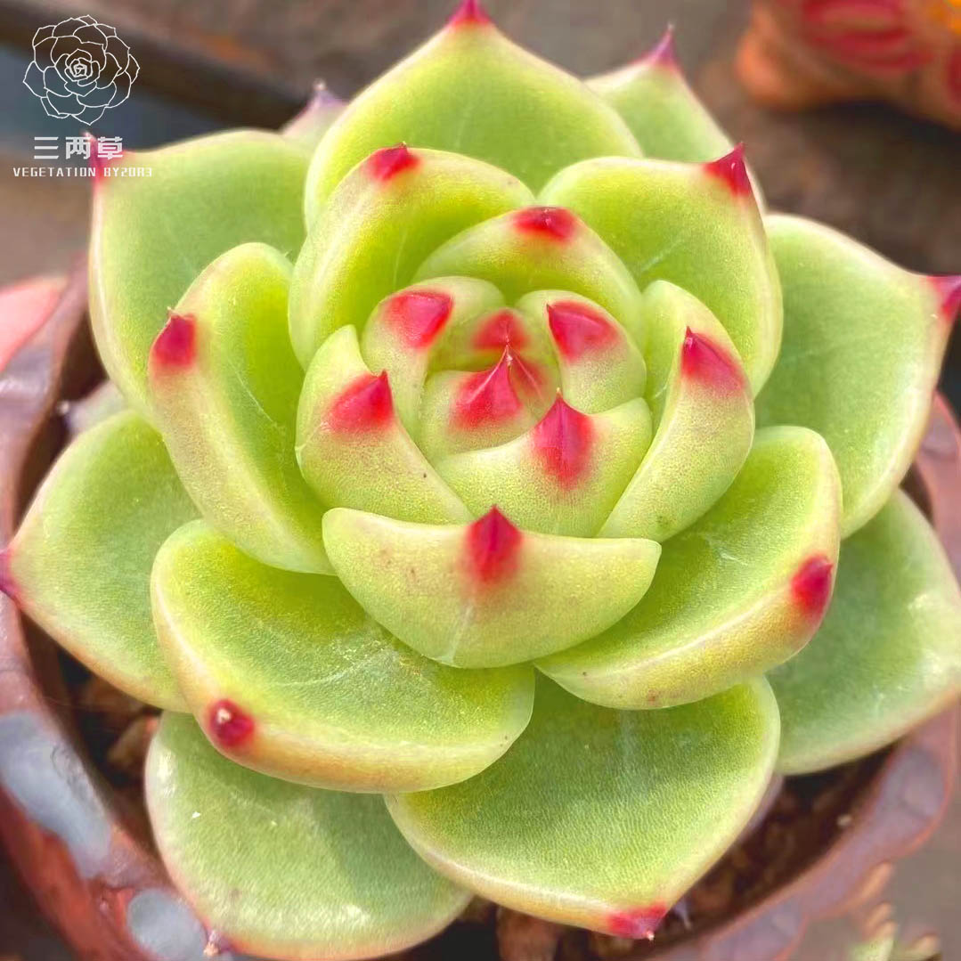 【一物一拍】蓝龙多肉植物 韩国正版蓝龙 阳台办公室满18包邮花卉