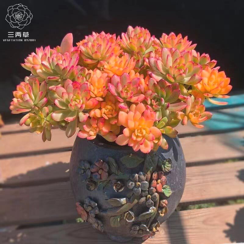 【一物一拍】小叮当锦多肉植物 多头群生花卉云南红稚莲锦老桩