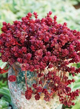 【一物一拍】小球玫瑰多肉植物 好养活 萌肉红色多肉花卉18包邮