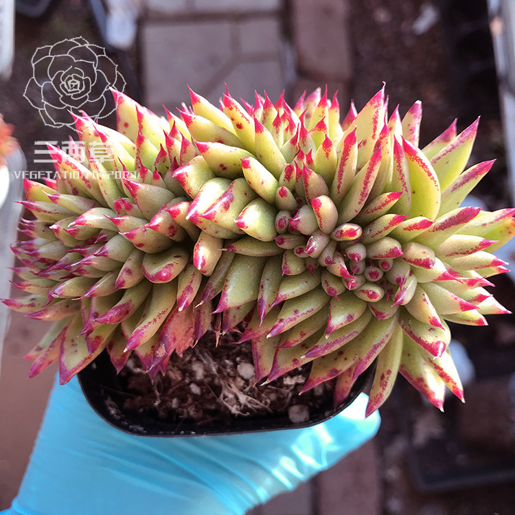 【一物一拍】乌木缀化 清纯乌木缀化 多肉植物 多头群生花卉