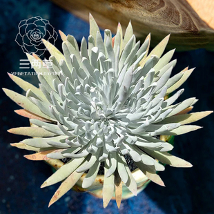 【一物一拍】奴婢吉娜仙女杯 群生多头老桩桃蛋多肉植物萌肉肉