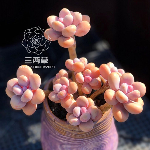 命运一物一拍老桩桃蛋