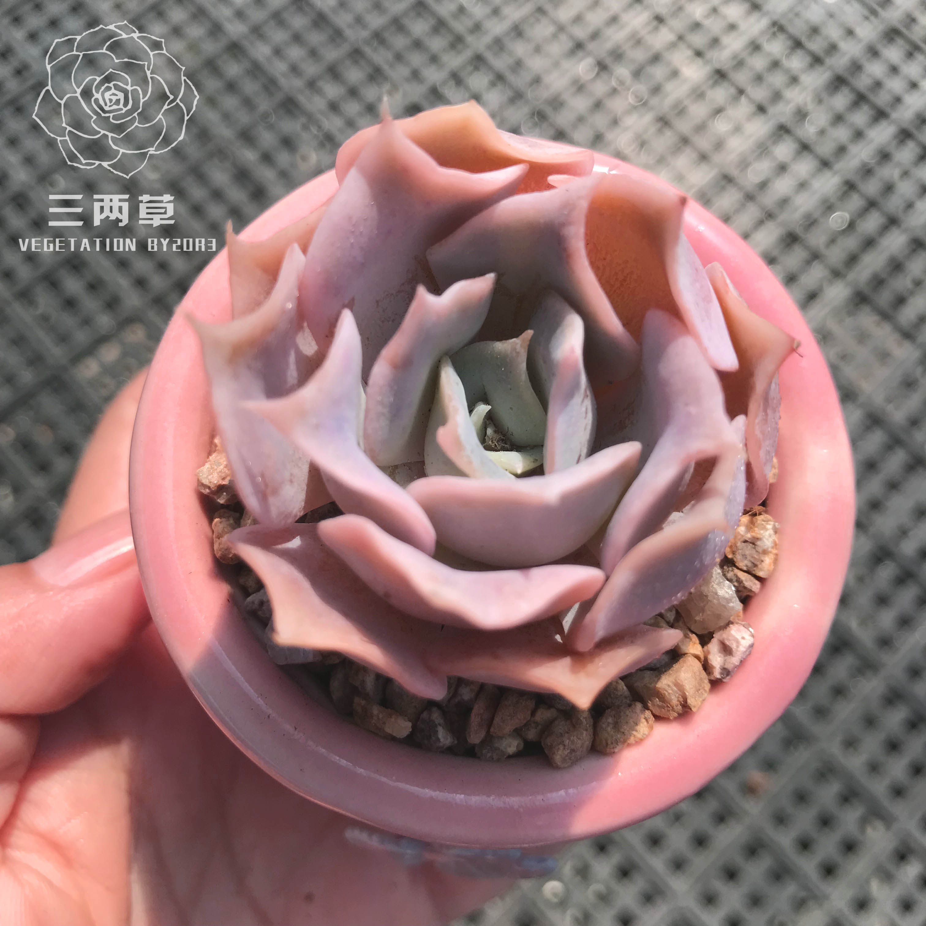 【一物一拍】沙漠骆驼多肉精品多肉韩国进口品种好养窗台28包邮