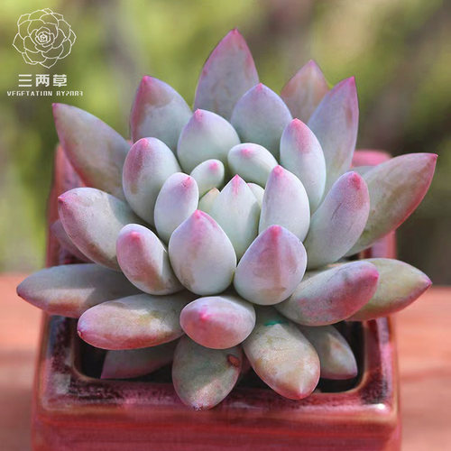 阳台庭院极易多肉植物叶子胖