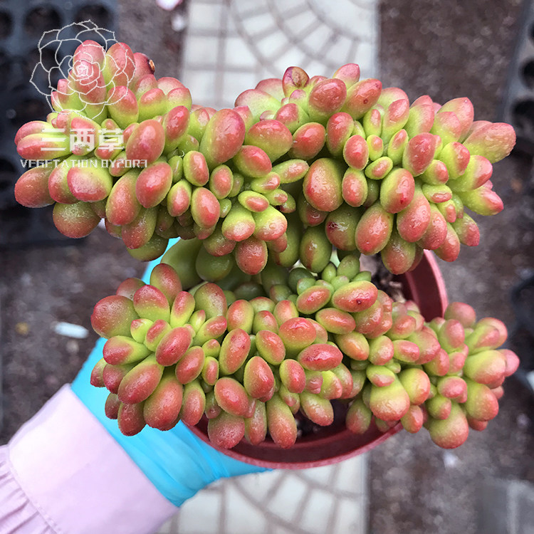 【一物一拍】丸叶松绿缀化 多肉植物 多头群生韩国大棚花卉