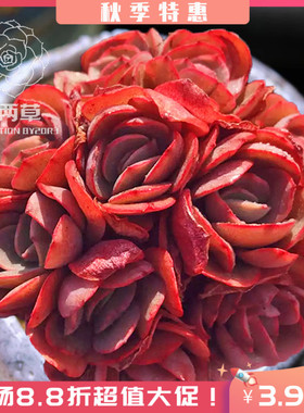 【一物一拍】秀妍 多头群生多肉植物经典红色多肉 办公室满18包邮