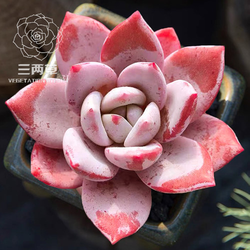 嫦娥橙梦露杂交宽叶厚粉