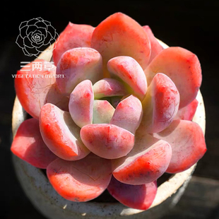 【一物一拍】正版雪天使 多肉植物 精品控养韩货 粉色多肉 18包邮