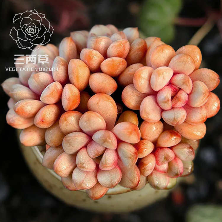 【一物一拍】葡萄 多肉植物 多头群生韩国大棚花卉经典多肉