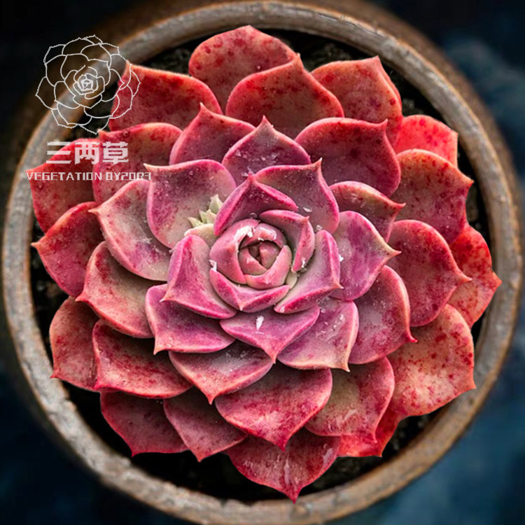 【一物一拍】莫西干人 多肉植物 大棚花卉直销 带血斑红色多肉