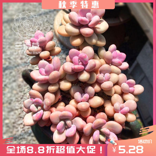 韩国多肉植物价格 韩国多肉植物图片 星期三