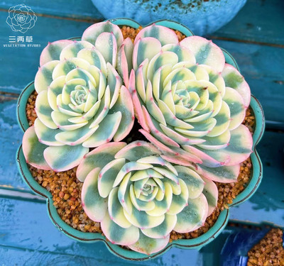 精品阳台庭院好养出锦多肉