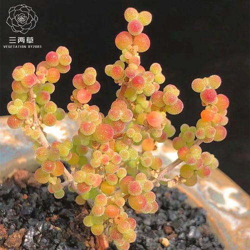 多肉植物扬天庭院好养活枝干番杏