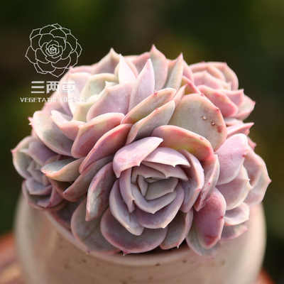 蓝色惊喜多肉植物群生办公室