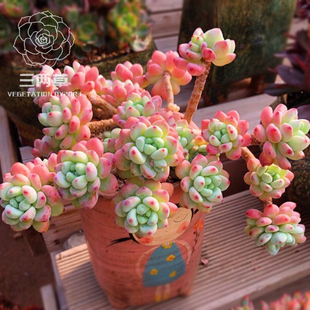 【一物一拍】劳尔多肉植物 多头非罗琦凝脂莲群生老桩大棚直销