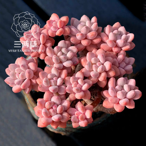 【一物一拍】香水多肉植物