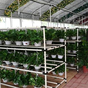 室内种植香椿苗芽苗菜栽培技术豆苗架黄豆苗无公害无土育苗货架