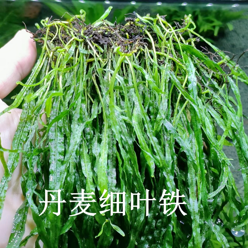 丹麦细叶铁皇冠进口稀有阴性水草造景装饰