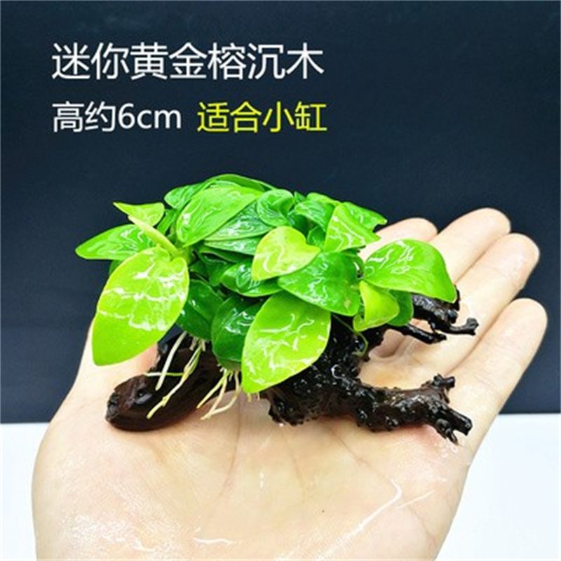 鱼缸定植水草造景懒人新手迷你水榕沉木活体植物沉水真草