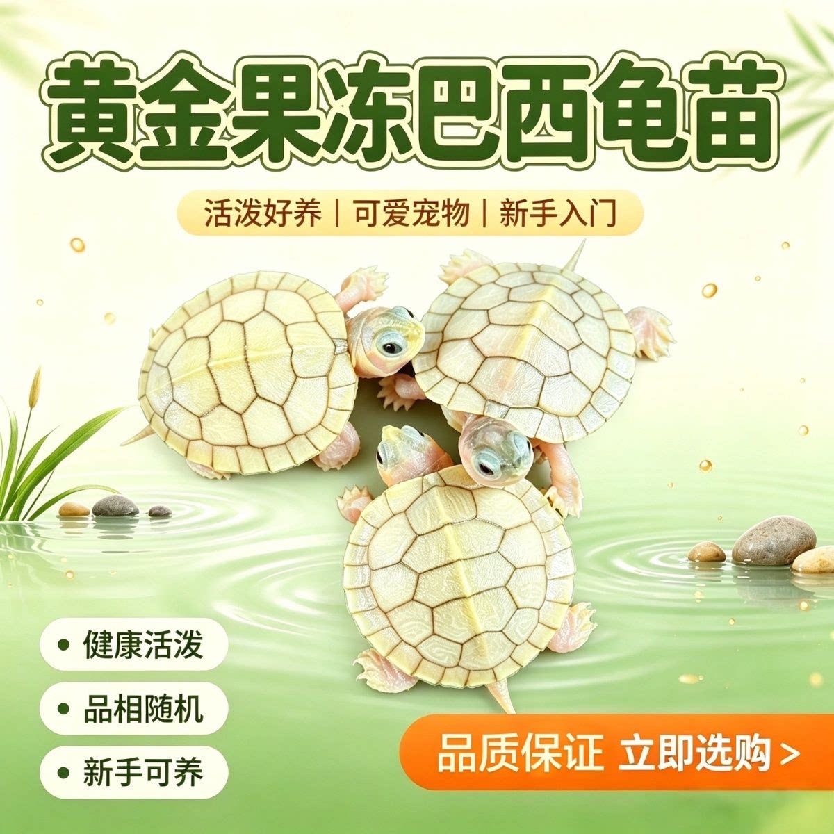 变异巴西龟变异果冻变异巴西黄化果冻龟观赏深水龟果冻变异网红龟