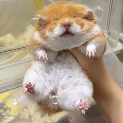 长毛波利熊活体家养宠物