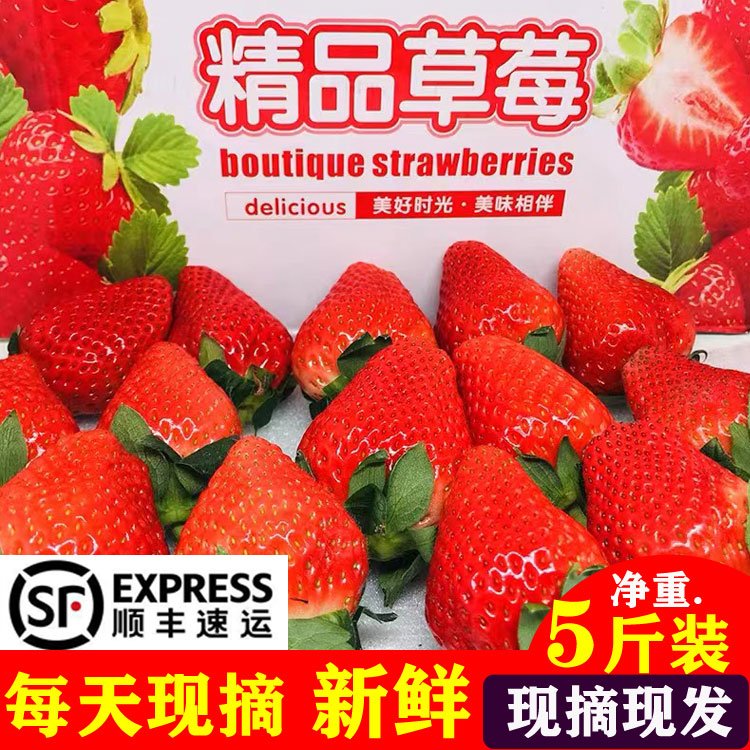 大凉山奶油草莓TOP顺丰热销3000+