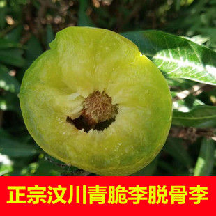 四川汶川高山脱骨青脆李包邮5斤礼盒装大果
