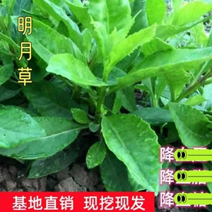 食用盆栽明月草苗明月草鲜叶金鸡毛泰国仙草富贵菜白凤菜白背三七