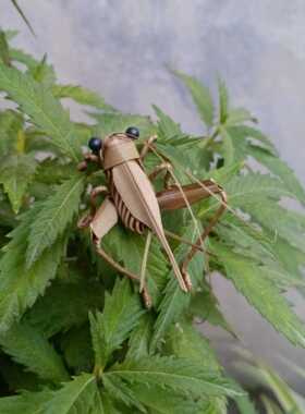 棕编草编蛐蛐蟋蟀非遗手工制作昆虫动物影视道具摆件儿童玩具DLV