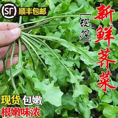 荠菜野菜新鲜冷冻大叶荠荠菜野生芥地菜山东本地现挖现发商用馄饨