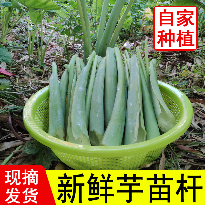 广西新鲜芋苗杆广菜芋荷芋梗白玉苗杆芋蒙蔬菜开胃菜现摘
