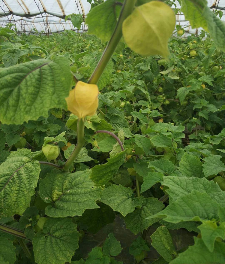 姑娘果 东北特产 应季新鲜水果带箱5斤装