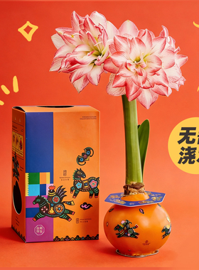 马年朱顶红单室内创意植物好养易活节日祝福送礼注定红春节礼物