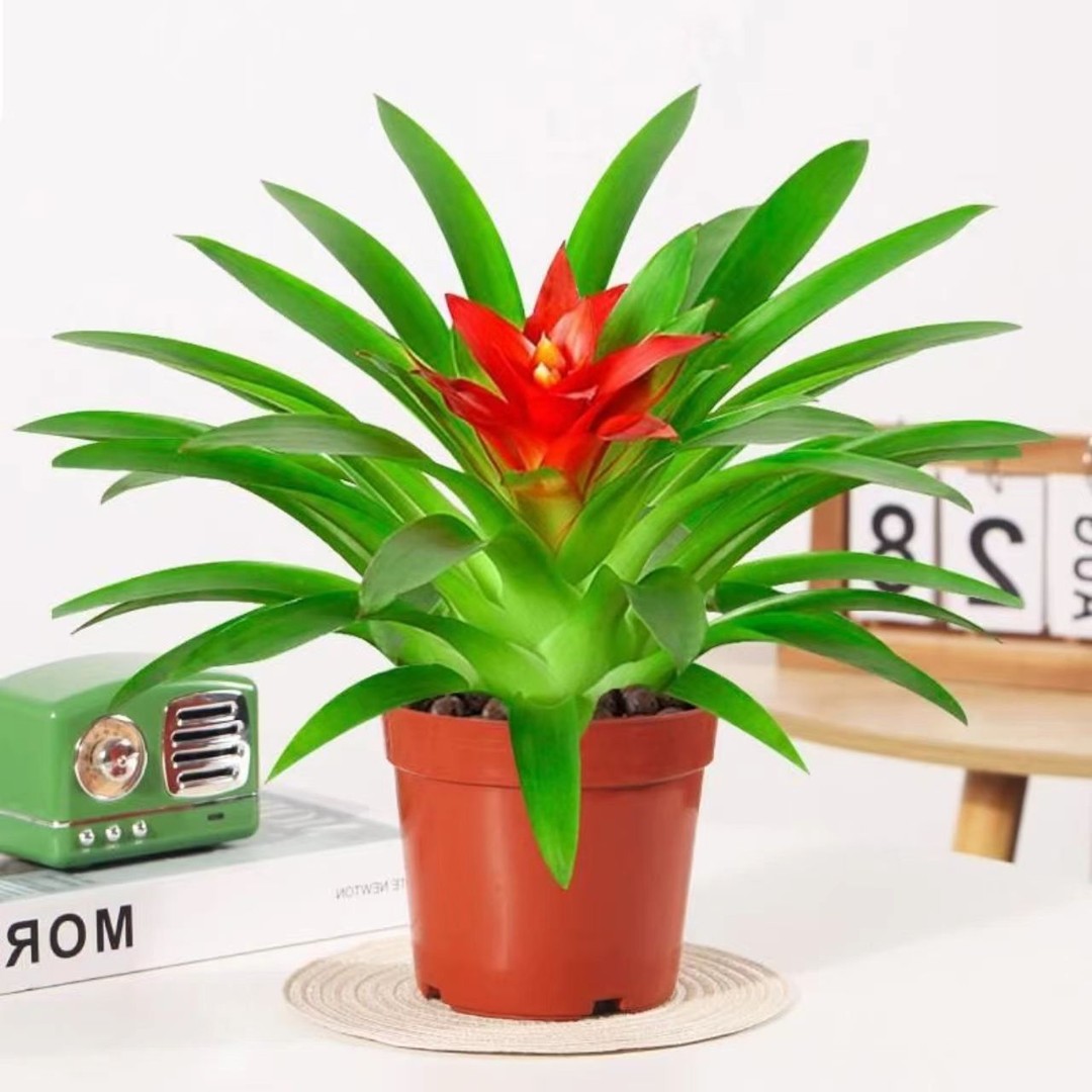 鸿运当头盆栽土培绿植带花