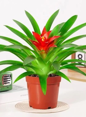 鸿运当头盆栽土培绿植带花室内客厅四季开花好养活花卉懒人推荐