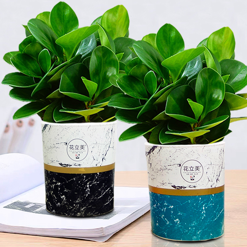 碧玉豆瓣绿盆栽绿植四季常青室内客厅好养活桌面美观净化空气懒人