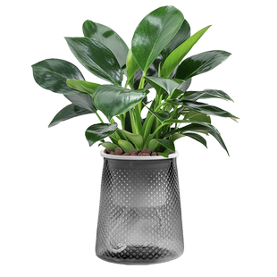 大叶金钻绿公主盆栽绿植室内客厅好养易活绿萝花卉万年青多肉植物